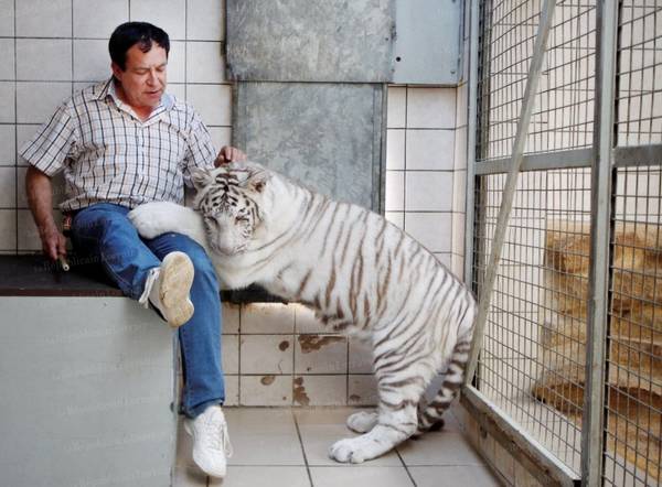 Michel Louis, directeur du zoo d'Amnéville, et un tigre blanc de huit mois