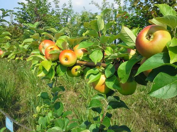 Les pommes sont superbes aux jardins fruitiers de Laquenexy