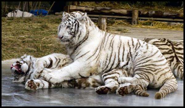zoo-amneville-tigres-blancs
