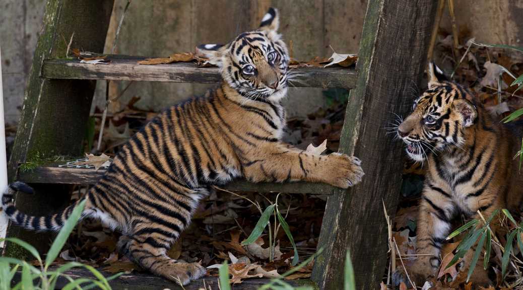 Le zoo d'Amnéville va inaugurer une nouvelle salle de spectacle dédiée aux Tigres