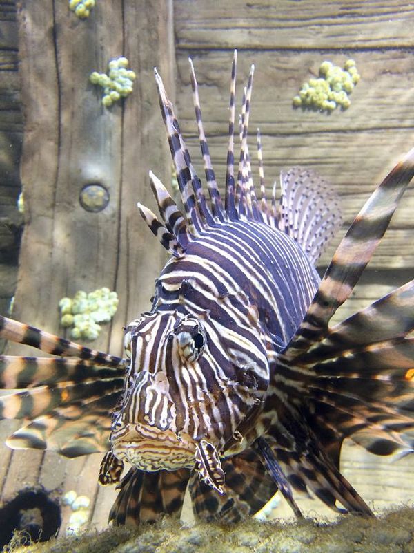 poissons-acquarium-amneville