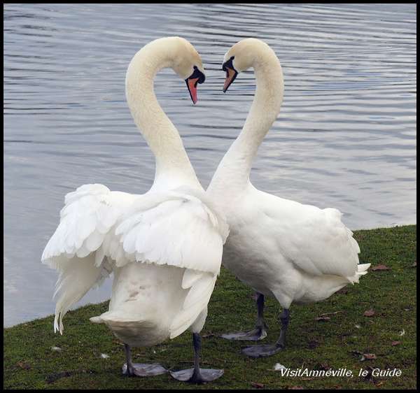 cygnes-etang-de-la-ballastiere-hagondange