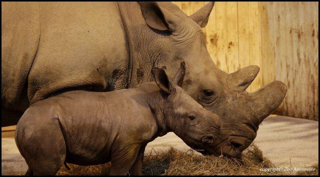 zoo-amneville-les-thermes-les-rhhinoceros-blancs