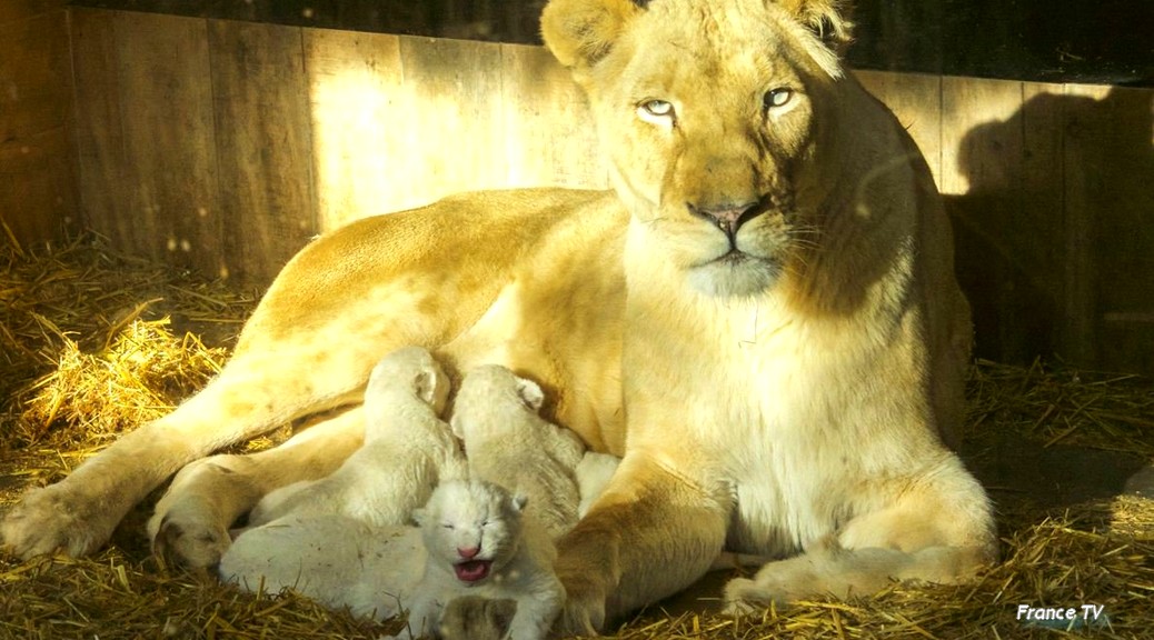 Naissance fin mars de trois lionceaux blancs au zoo Amnéville