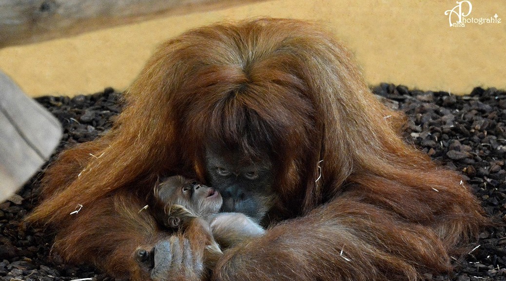 Naissance d'un grand singe au zoo d'amnéville. Bébé Orang-outan