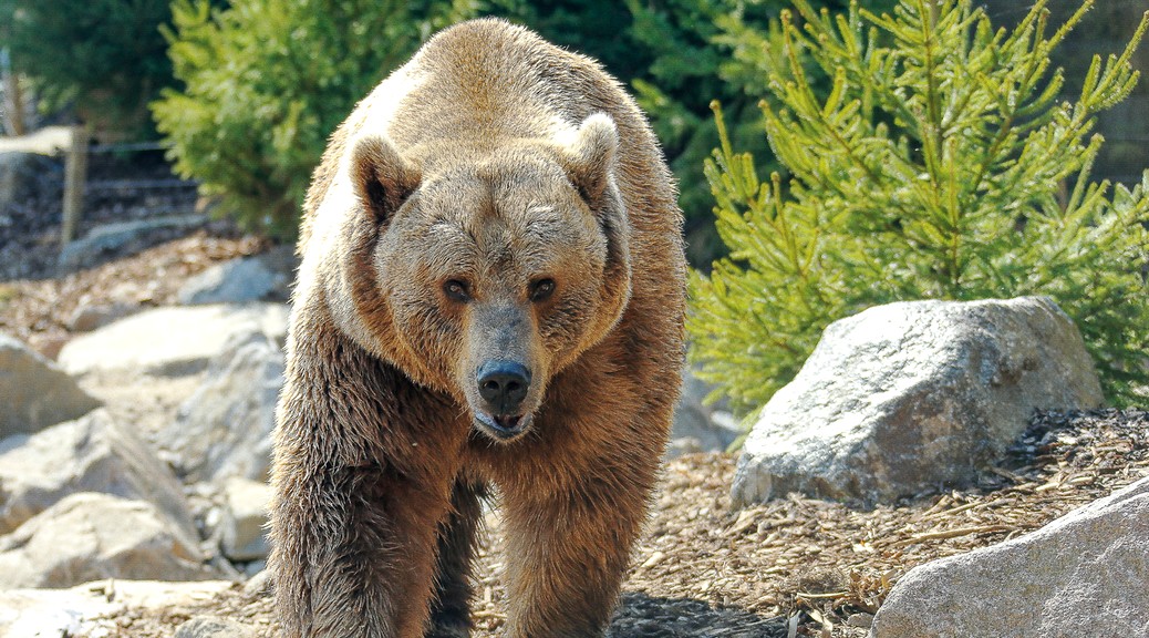 Ours Brun, le nouvel espace du zoo d'Amnéville